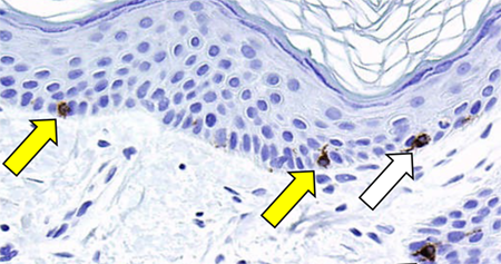 Aging Biology - Intro image 5